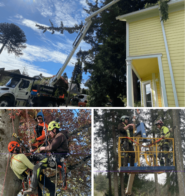 About Earthworks Tree Service