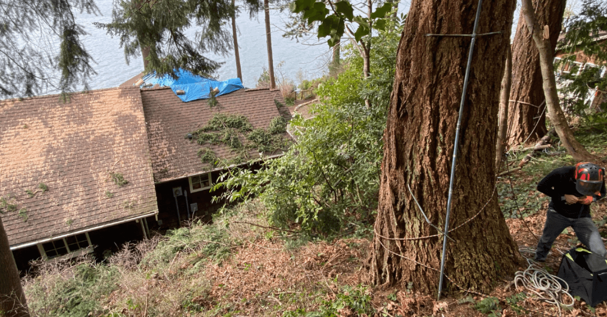 Emergency Tree Removal