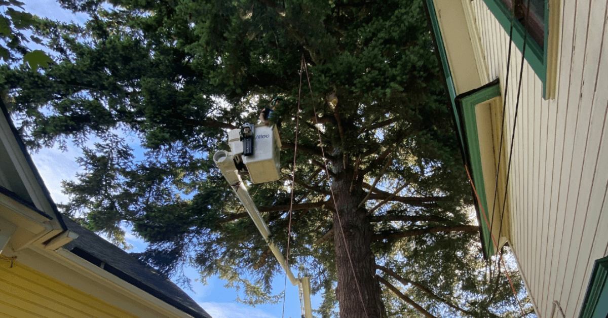 Tree Pruning & Trimming