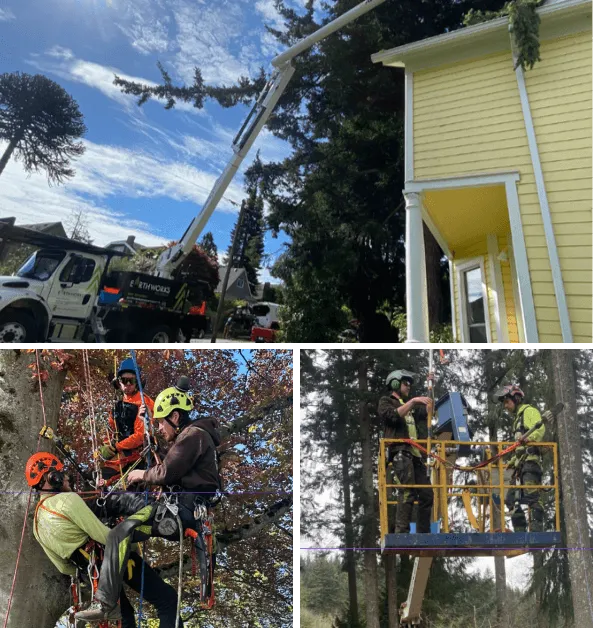 About Earthworks Tree Service