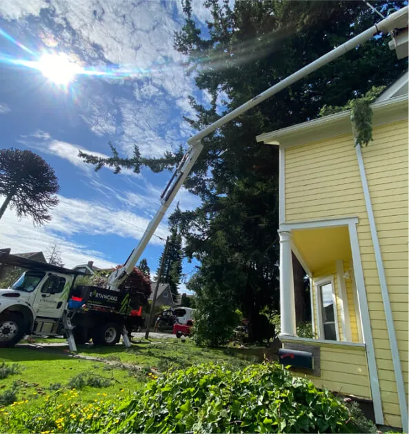 Commercial Tree Service