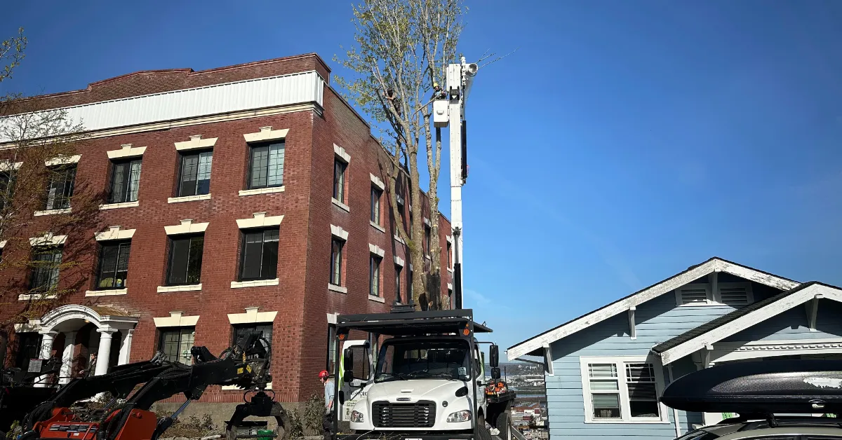 Commercial Tree Services