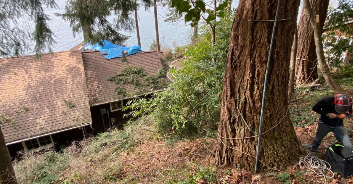 Emergency Tree Removal