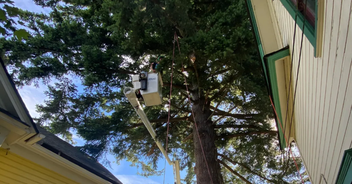 Tree Pruning & Trimming