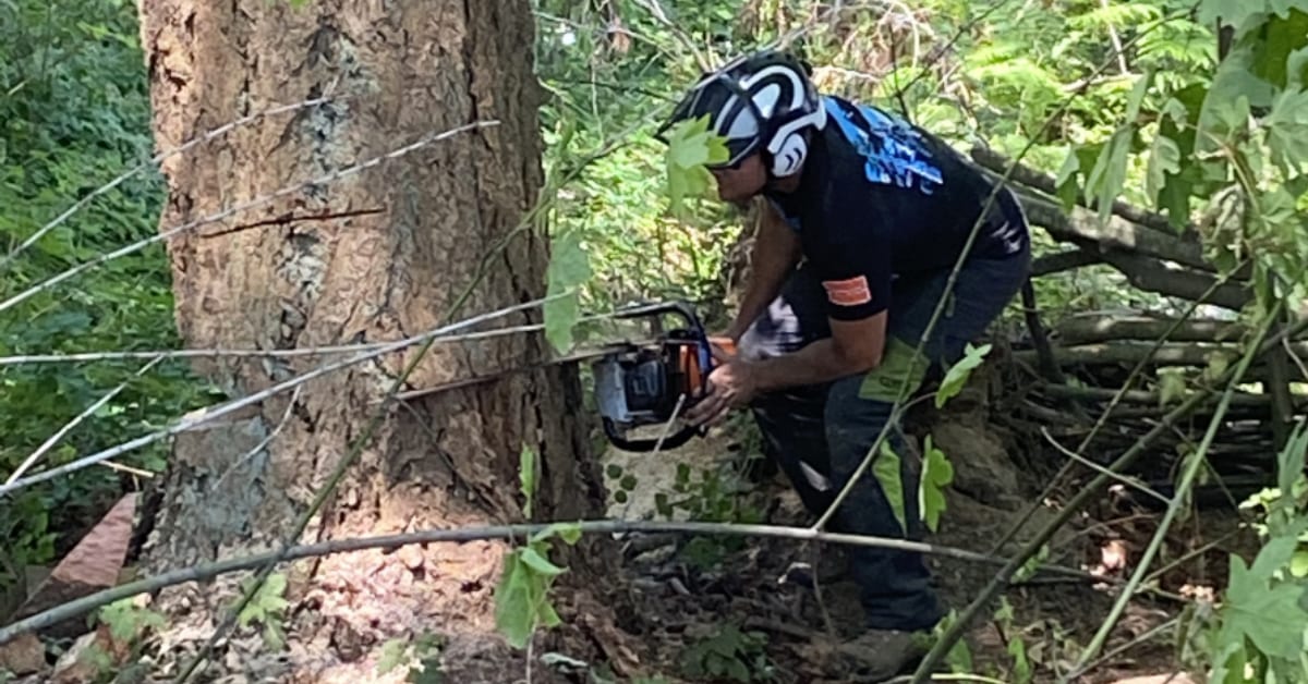 Tree Removal